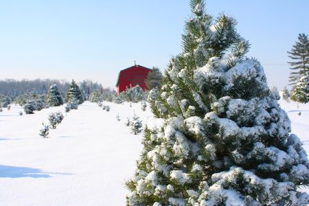 Christmas Tree Farmの写真素材