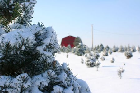 Christmas Tree Farmの写真素材