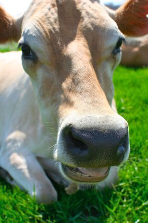 Beautiful light brown bovine chewing her cudの写真素材