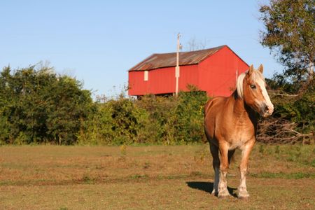 Beautiful animal on a sunny fall morning