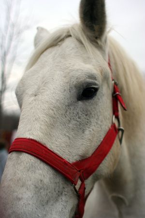 Horse portraitの写真素材