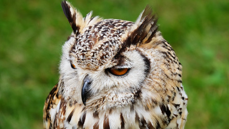 Owl, bird of the order Strigiformes. Predator with large, wide headの写真素材