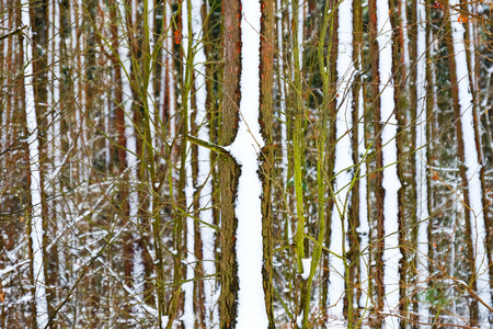 Poland, trees in the forest during the winterの写真素材