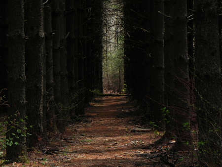 Trees at Attentionの写真素材