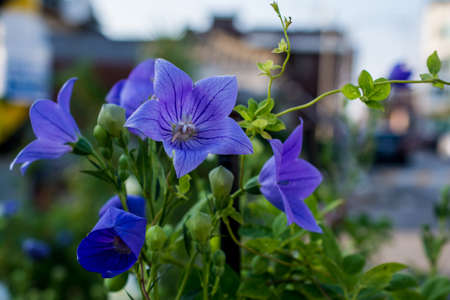 light blue flower city backgroundの写真素材