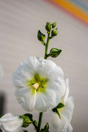 white flowers