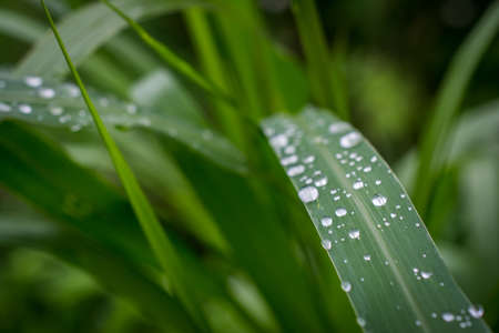 water on reeds