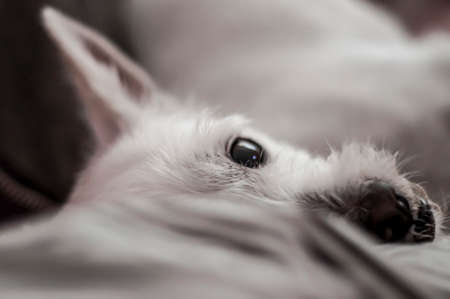 Photograph taken of dog sleeping on sofaの写真素材