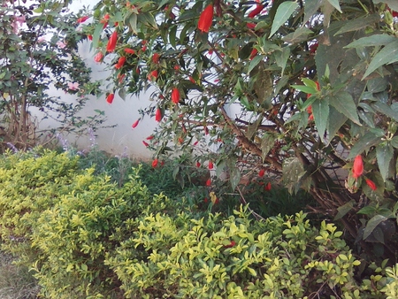 Flowers, planted  of  a public road for decoration attract many to relax nearby.