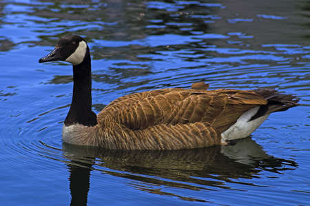 canadian gooseの写真素材