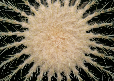 The head of a golden barrel cactus creates an abstract pattern of soft versus prickly の写真素材