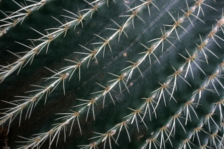 The lines of thorns of a golden barrel cactus create an abstract pattern 