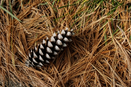 A single white pine cone lies on a bed of dry pine needles and grass の写真素材