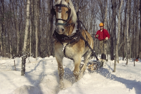 A teamster guides his horse, which is dragging a log through the woods toward a collection point.のeditorial素材