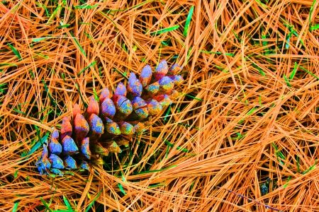 A single white pine cone lies on a bed of dry pine needles and grass in Northern Michigan 