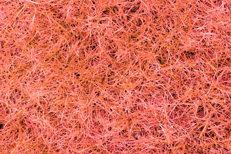 An abstract rendering of a mixture of green and dry grass creates an unusual pattern の写真素材