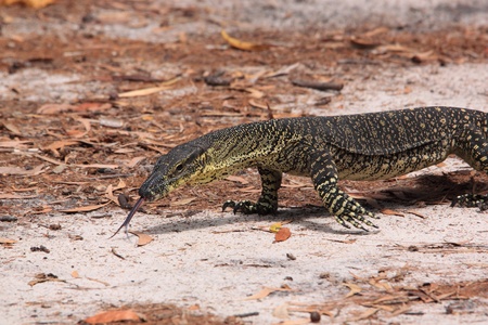 Australian Goanna/Lace Monitor (Varanus varius)の写真素材