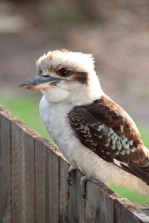 Australian Kookaburra (Dacelo novaeguineae)の写真素材