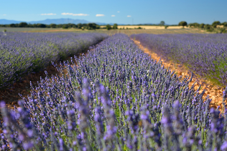 Lavender field, summer landscape near Brihuega, Guadalajara, Spainの写真素材