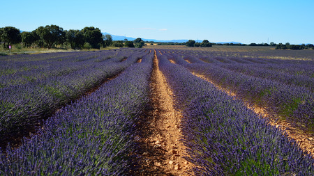 Lavender field, summer landscape near Brihuega, Guadalajara, Spainの写真素材