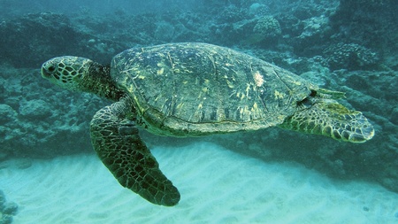 Leatherback turtleの素材