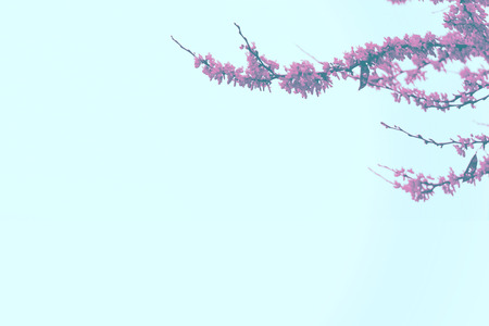 Cherry blossoms Against a blue sky. Empty copy space for Editor's text.の写真素材