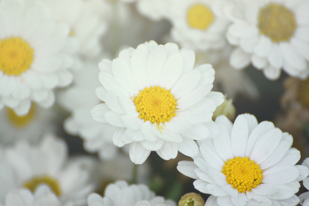 Some white marguerite flowers. Daisy garden with open petals and yellow stamens. Floral background.の写真素材