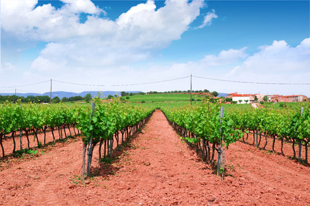 Vineyard in a red earth cultivation and green grapevines forming rows. Blue sky and some clouds with some empty copy space for Editor's text.の写真素材