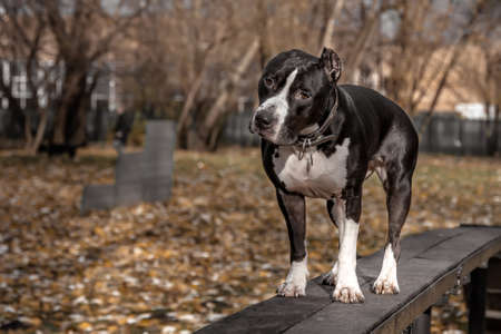 A beautiful black and white dog is standing on a log. American Staffordshire Terrier. Autumn beauty.の写真素材