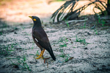 Exotic bird sits on the sandの写真素材