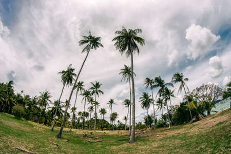 Beautiful tall trees reach for the skyの写真素材