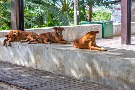 Beautiful dogs lie on the stonesの写真素材