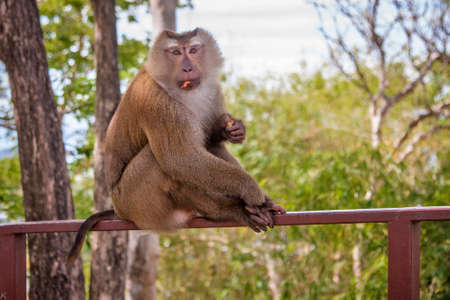 Beautiful monkey in the wildの写真素材