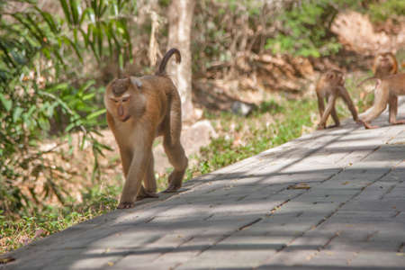 Beautiful monkey in the wildの写真素材