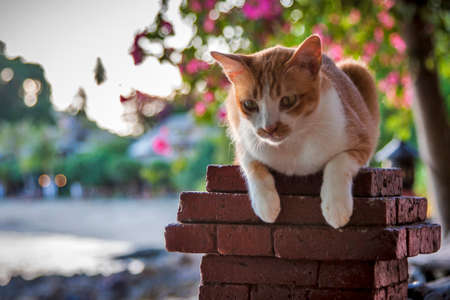 Beautiful cat sits on a background of treesの写真素材