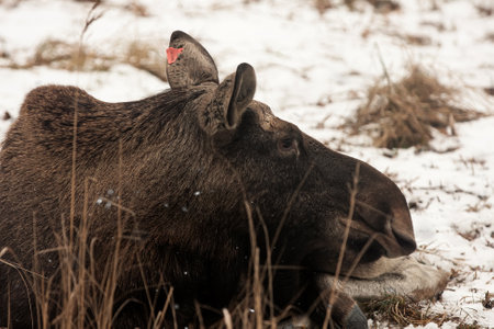 female moose lies on snowy groundの写真素材