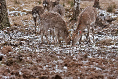young deer graze in the winter forestの写真素材