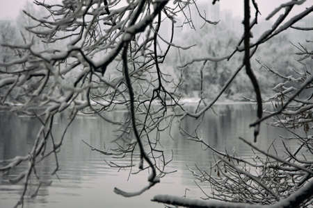 unfrozen river surrounded by snowy treesの写真素材