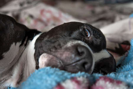 Cute sleeping dog with open brown eyeの写真素材