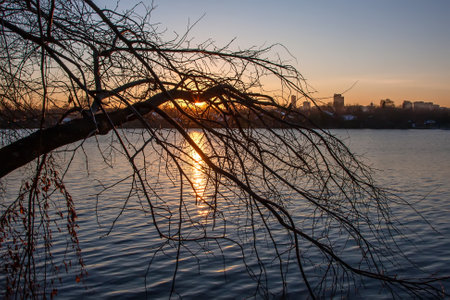 Silhouette of a tree branch in the light of the setting sun. Beautiful river at sunset. The sun goes down.の写真素材