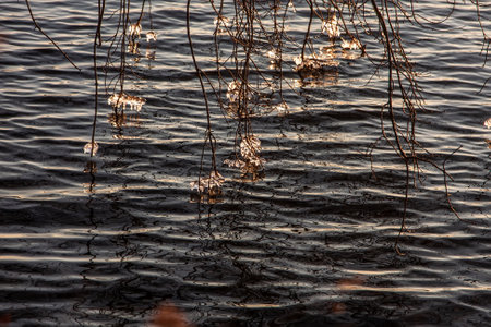 The branches of trees with frozen ice touch the water. Beautiful light at sunset.の写真素材