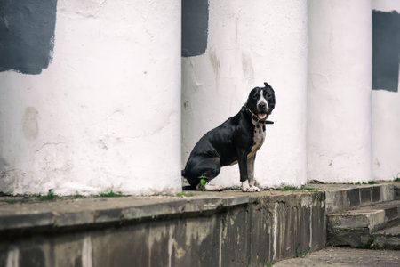 A beautiful dog sits on the steps of an old buildingの写真素材
