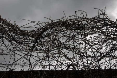 Barbed wire entwined with plants against a cloudy skyの写真素材
