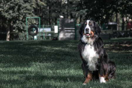 Beautiful big dog sits in a meadow in the parkの写真素材