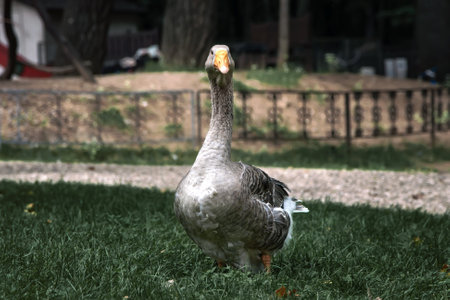 Beautiful goose stands on green grassの写真素材