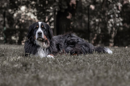 Beautiful big dog in a meadow in the parkの写真素材