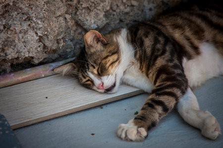 The cat lies in the afternoon on the street in Greeceの写真素材