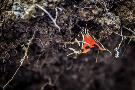 multi-colored butterfly sits in a dark caveの写真素材