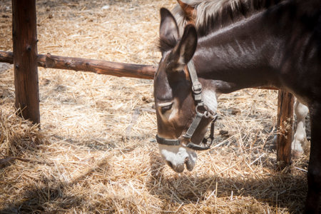 farm donkey stands in the paddock and eats hay