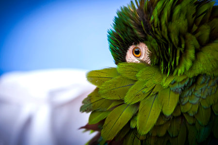 Little beautiful green parrot turned his head